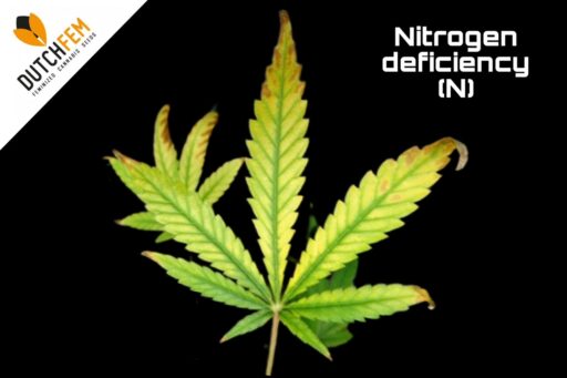 Αναγνώριση ανεπάρκειας αζώτου στην κάνναβη