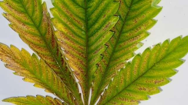 θρεπτικός αποκλεισμός στην καλλιέργεια κάνναβης θρεπτικός αποκλεισμός στην καλλιέργεια κάνναβης