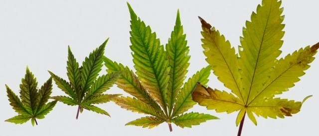 σπόροι κάνναβης σπόροι κάνναβης