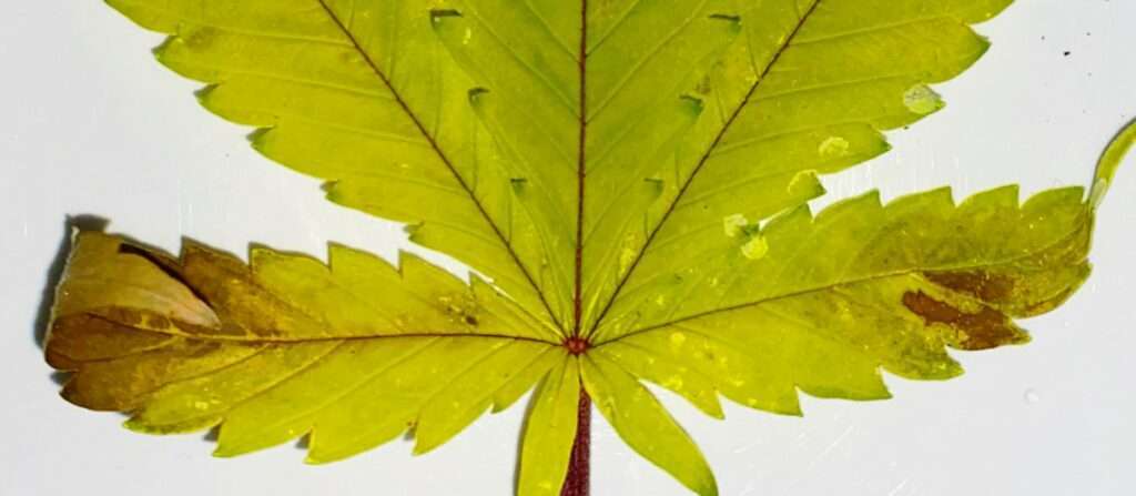 σπόροι κάνναβης σπόροι κάνναβης