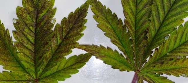 θρεπτικός αποκλεισμός θρεπτικός αποκλεισμός