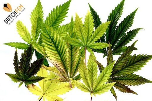 θρεπτικός αποκλεισμός στην καλλιέργεια κάνναβης