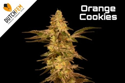 TOP 10 meest FRUITIGE Dutchfem cannabissoorten.