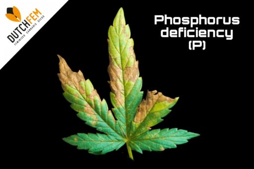 Fosfortekort bij cannabis