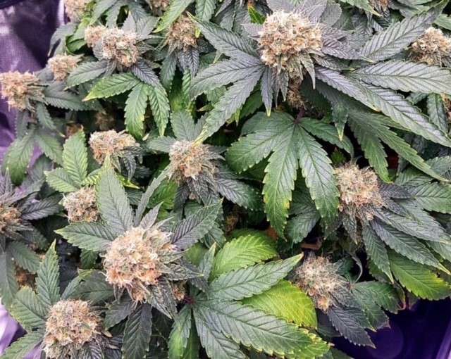 PK13/14 for Cannabis Flowering Stimulation - Dutchfem