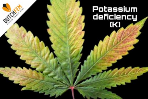 Ανεπάρκεια καλίου στην κάνναβη