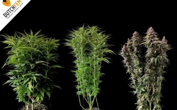 Handleiding voor het toppen van cannabis