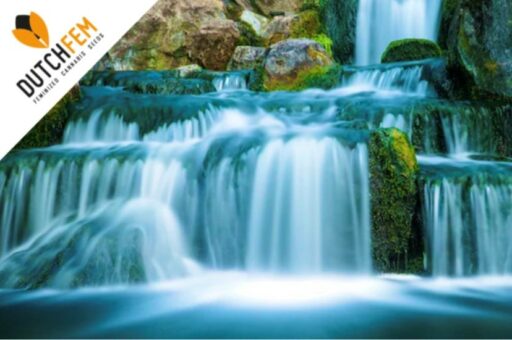 Η σημασία του ξεπλύματος: Βελτιστοποίηση της ανάπτυξης της κάνναβης