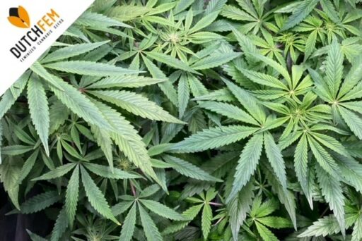 Η ιστορία και τα αποτελέσματα της κάνναβης Sativa