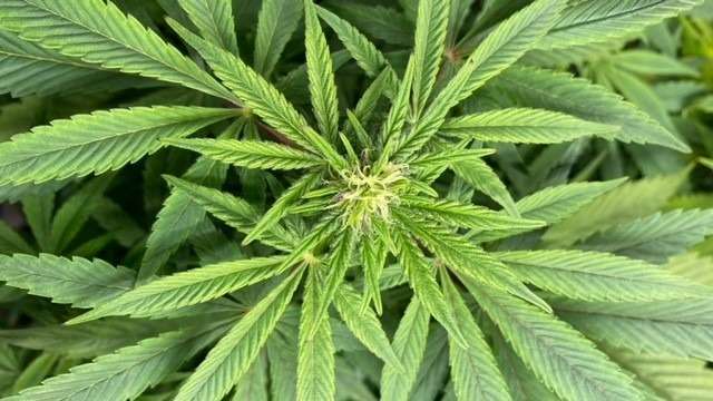 Sativa cannabis