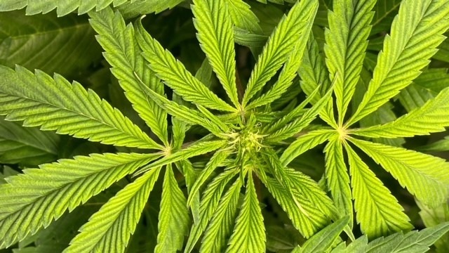 Cannabis Sativa Cannabis Sativa