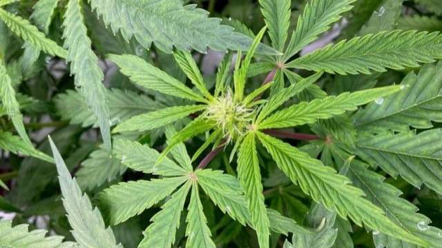 Sativa cannabis