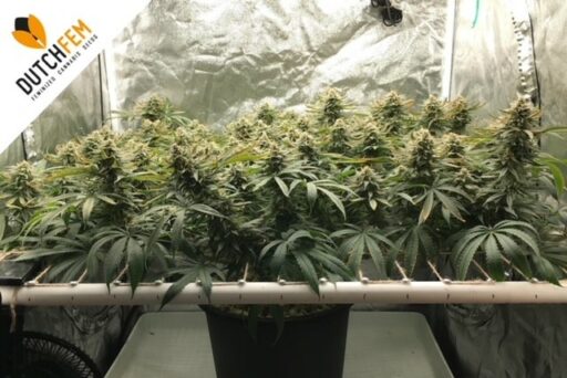 Mastering the Art of Screen of Green (SCROG)