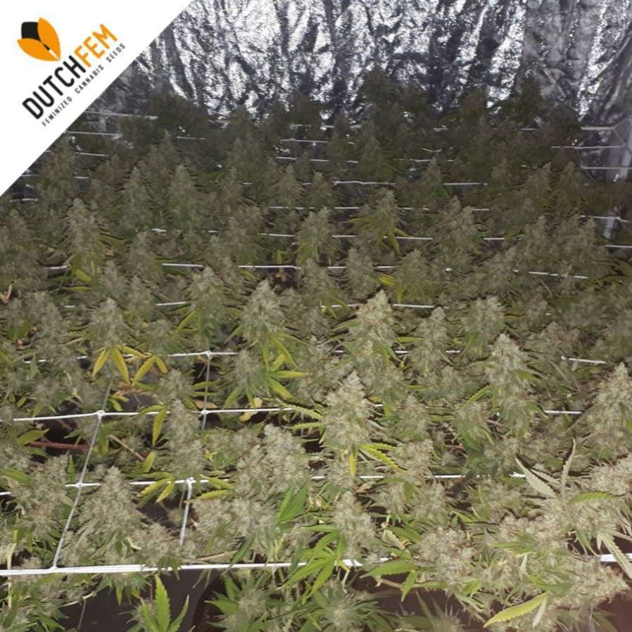 Screen of Green Screen of Green