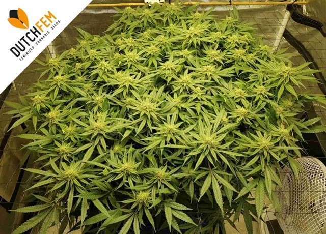 Screen of Green Screen of Green