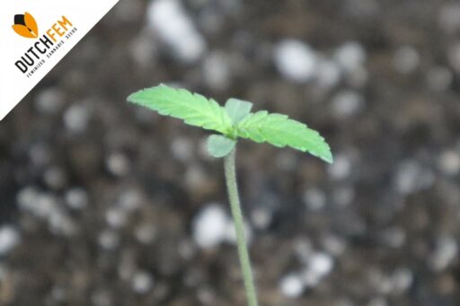 The Advantages of Growing Cannabis Seeds over Clones