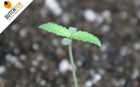 De voordelen van het kweken van cannabiszaden ten opzichte van klonen