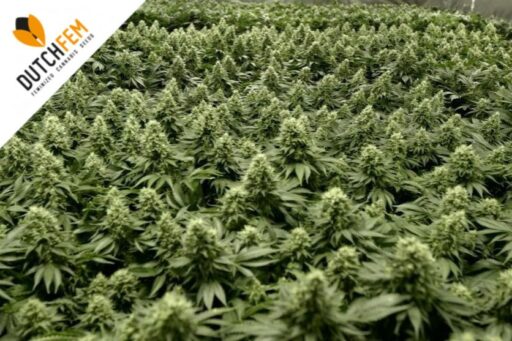 SOG Sea of Green Cultivation guide