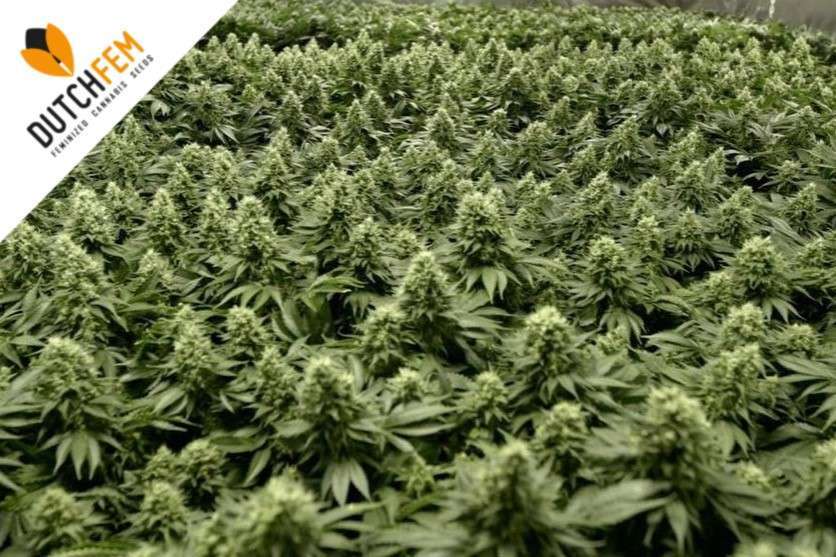 ●SEA OF GREEN SOG Sea of Green Cultivation guide - Growing Cannabis