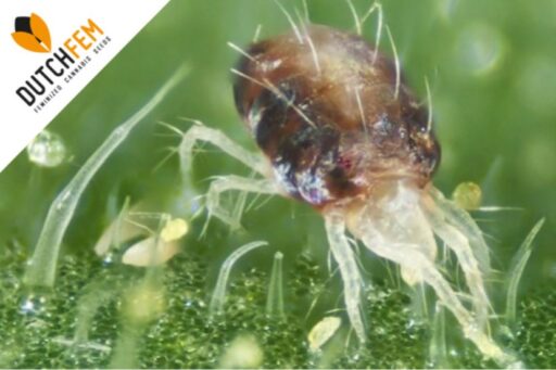 Oι πιο συχνές λοιμώξεις στα φυτά κάνναβης