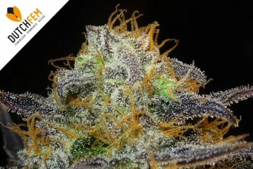 Κατανόηση του Μηχανισμού της THC