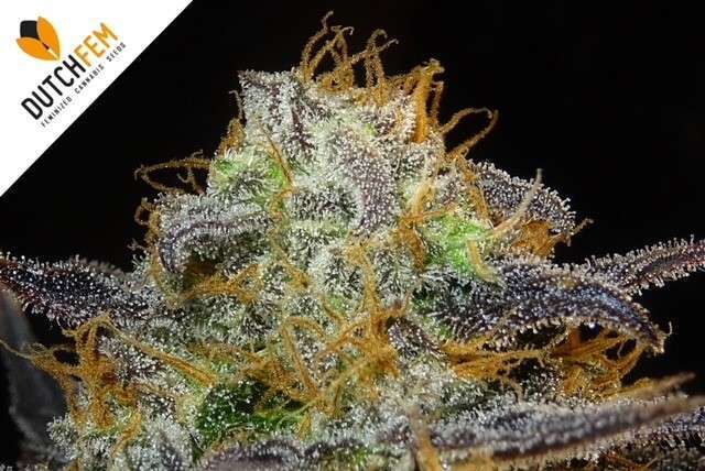 Quali sono le qualità di una buona cannabis? Quali sono le qualità di una buona cannabis?