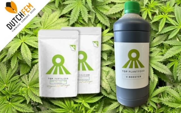 De verschillen tussen organische en minerale voedingsstoffen voor de cannabisteelt