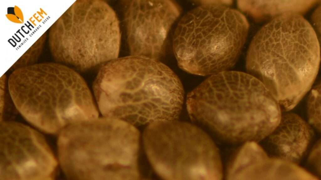 Nederlandse gefeminiseerde wietzaden Nederlandse gefeminiseerde wietzaden