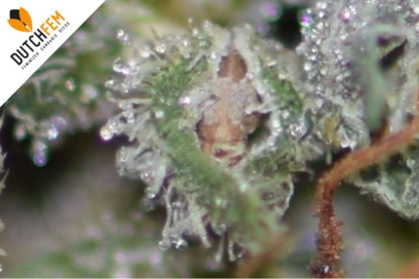 Nederlandse gefeminiseerde wietzaden Nederlandse gefeminiseerde wietzaden