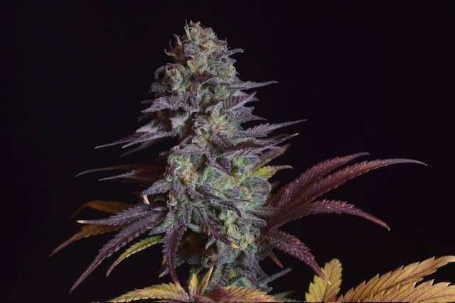 Mimosa⭐︎ Mimosa – Red Stone Craft