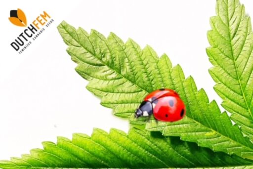 Φυσικοί εχθροί