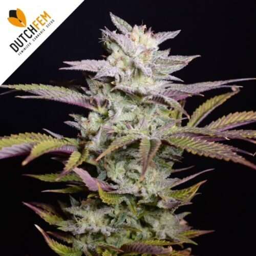 autofloraison les plus faciles. autofloraison les plus faciles.