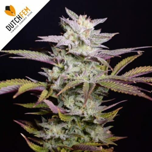 einfachsten autoflowering cannabissorten einfachsten autoflowering cannabissorten