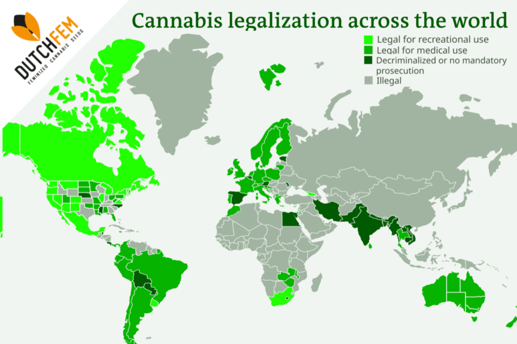 cannabis seeds Cannabis Seeds