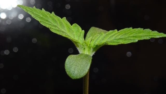 Cannabis-Setzlingen