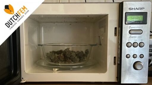 5 τρόποι για γρήγορη ξήρανση κάνναβης