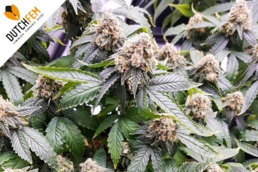 διαφορές μεταξύ θηλυκοποιημένων και κανονικών σπόρων κάνναβης