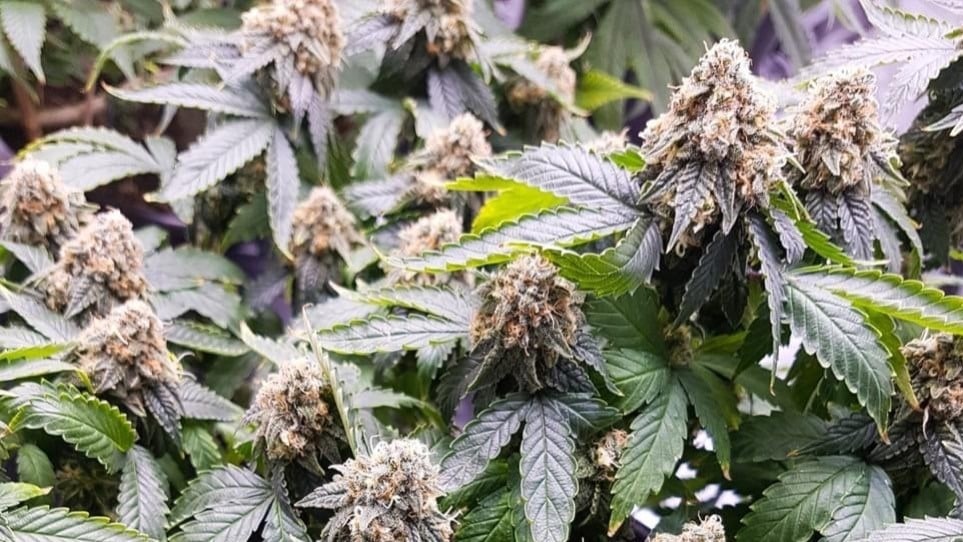 Zkittlez Zkittles Cannabis