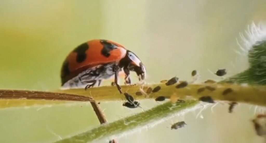 Προστατέψτε τα φυτά κάνναβης Προστατέψτε τα φυτά κάνναβης