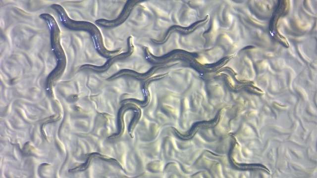 Nematodes