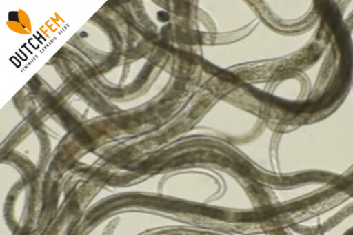 Αντιμετώπιση των νηματωδών