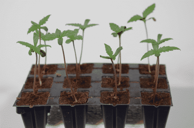 Πρόληψη του τεντώματος κάνναβης Πρόληψη του τεντώματος κάνναβης