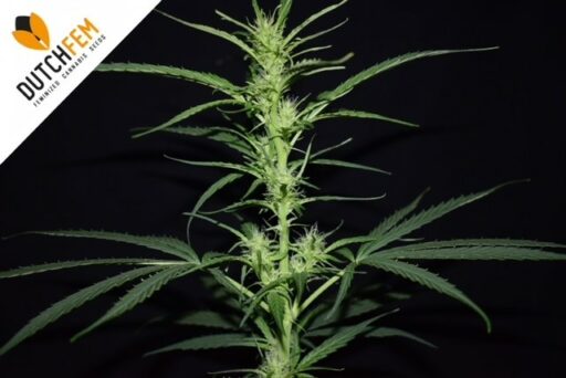 Πρόληψη του τεντώματος κάνναβης