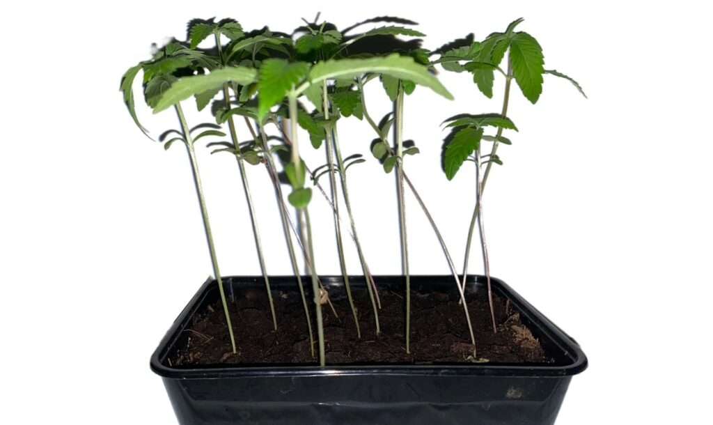 Πρόληψη του τεντώματος κάνναβης Πρόληψη του τεντώματος κάνναβης