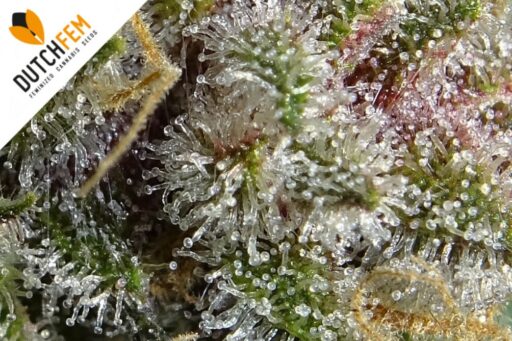 Τα πάντα για τις τριχώματα