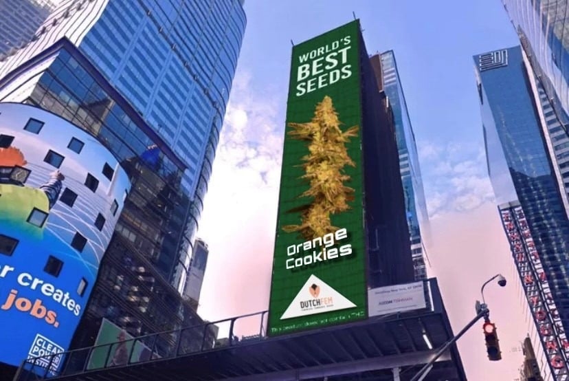 Νομιμοποίηση της κάνναβης Νομιμοποίηση της κάνναβης