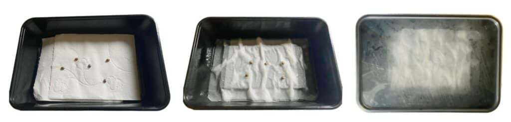 Germinating Cannabis Seeds Germinating Cannabis Seeds