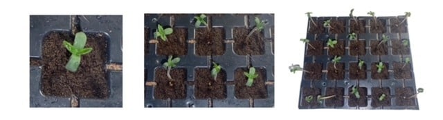 Dutchfem Easy Start Plug Germinating Cannabis Seeds