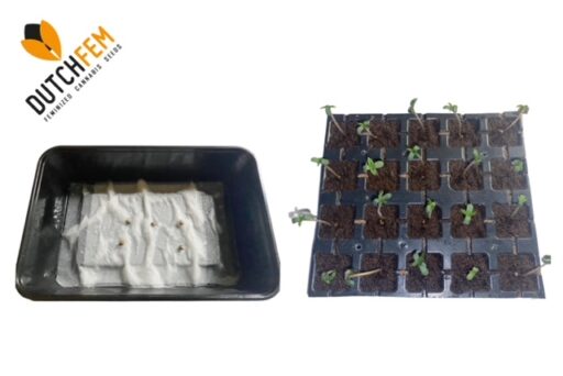 The most used methods for Germinating cannabis seeds