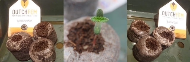 Jiffy peat pellets Dutchfem Easy Start Plug